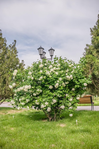 Las plantas de arbusto en flor buldenezh en primavera en el parque