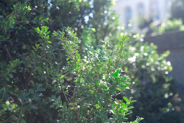 Plantas de arbustos verdes a la luz del sol en el primer plano del jardín hermoso concepto de parques de la ciudad