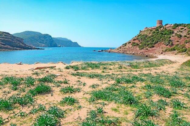 Plantas y arena por la costa de Porticciolo Cerdeña