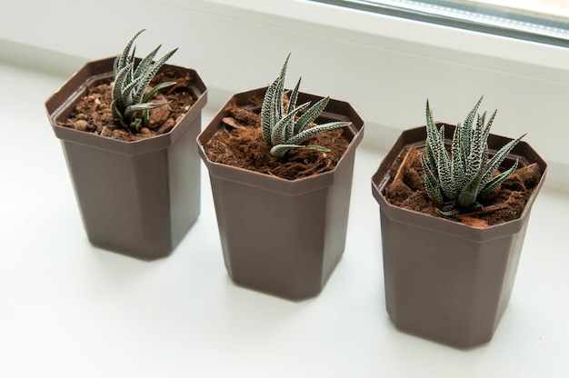 plantas aromáticas caseras y suculentas en una maceta en la ventana Suculentas ideas para decorar el hogar