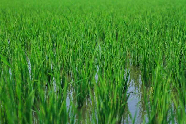 las plantas de arroz frescas cuando crecen