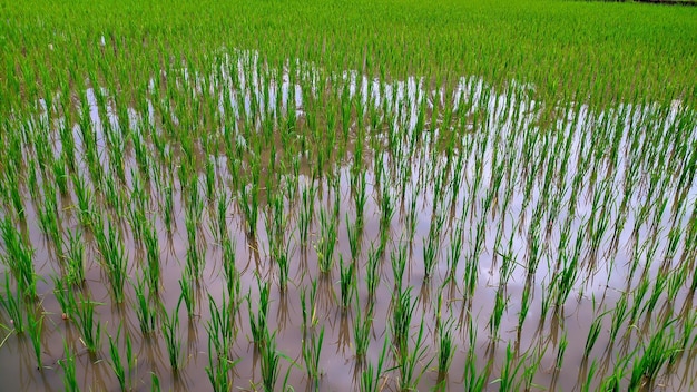 Foto plantas de arroz jóvenes verdes frescas