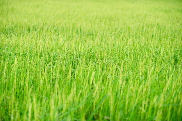 Plantas de arroz verde en los campos de los agricultores.