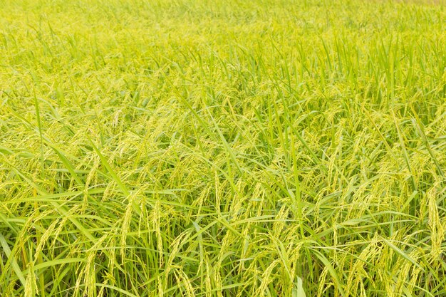 Las plantas de arroz verde en la temporada de lluvias están floreciendo.