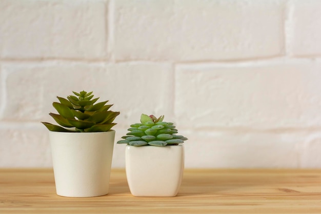 Plantas artificiais de interior várias suculentas em vasos suculentas em minipots brancos idéias para decoração de casacopiar espaço