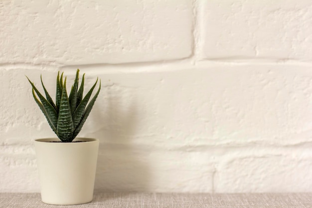 Plantas artificiais de interior várias suculentas em vasos Suculentas em minipots brancos Ideias para decoração de casaCopiar espaço