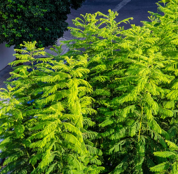 Plantas árvores flores ervas clima mediterrâneo natureza pitoresca Chipre