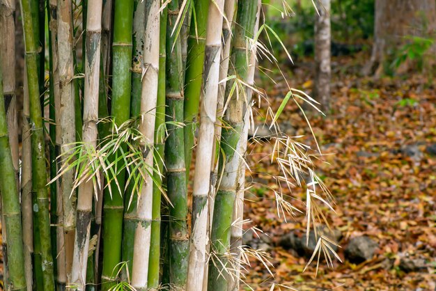 Plantas de bambú para fondo natural y papel tapiz.