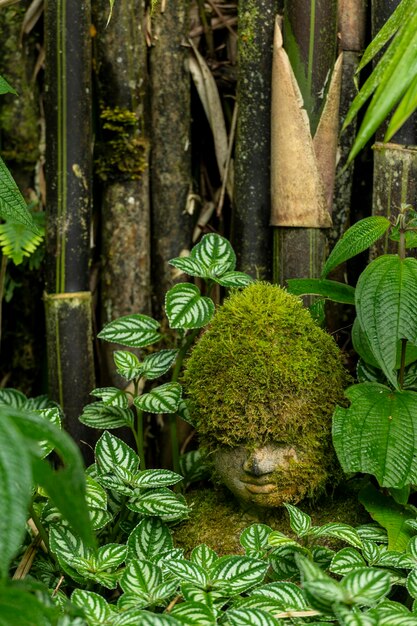 Plantas de bambú en el jardín con una cubierta de cabeza de buda con musgo