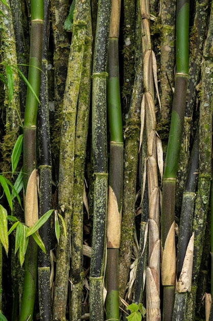 Plantas de bambú en el jardín foto de archivo.