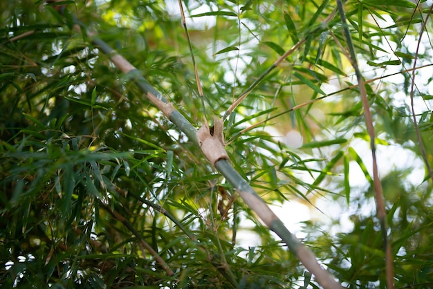 Plantas de bambú verde en el bosque