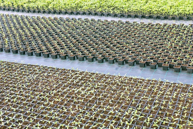 Plantas bebé que crecen dentro del vivero de invernadero de macetas.