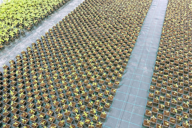 Plantas bebês crescendo dentro de viveiro de estufa de vasos.