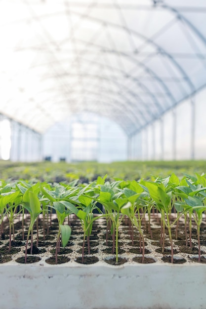 Plantas bebês crescendo dentro de viveiro de estufa de vasos.