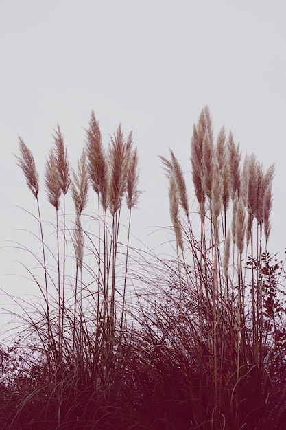 plantas blancas en la naturaleza en otoño