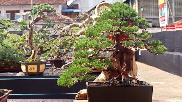 Plantas de bonsái que están en concursos o festivales. El arte de enanizar plantas de Japón. Árbol bonsai.