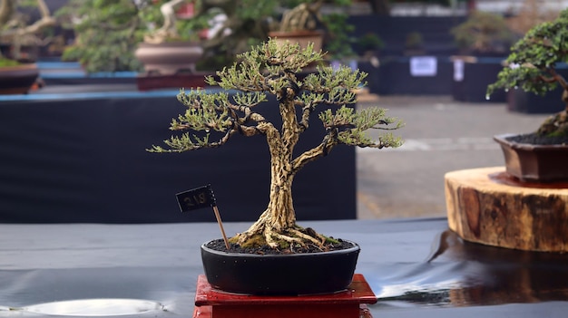 Plantas de bonsái que están en concursos o festivales. El arte de enanizar plantas de Japón. Árbol bonsai.