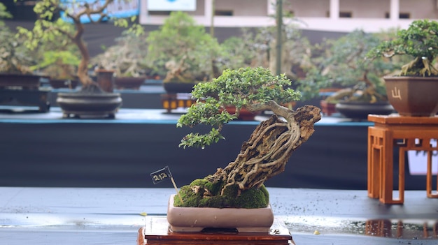 Plantas de bonsái que están en concursos o festivales. El arte de enanizar plantas de Japón. Árbol bonsai.