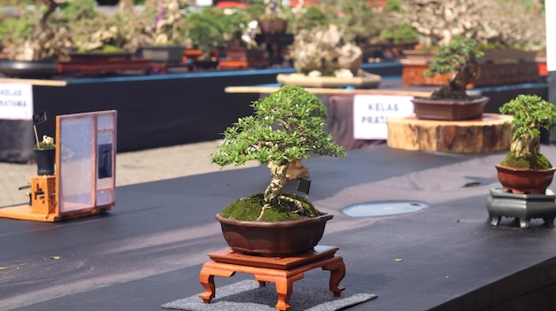 Plantas de bonsái que están en concursos o festivales. El arte de enanizar plantas de Japón. Árbol bonsai.