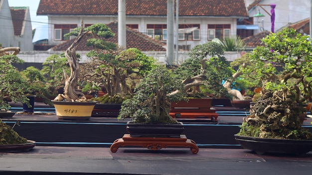 Plantas de bonsái que están en concursos o festivales. El arte de enanizar plantas de Japón. Árbol bonsai.