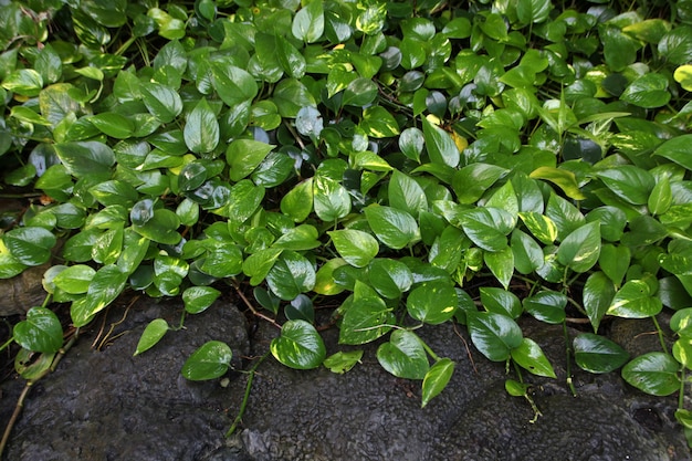 Plantas de bosque húmedo