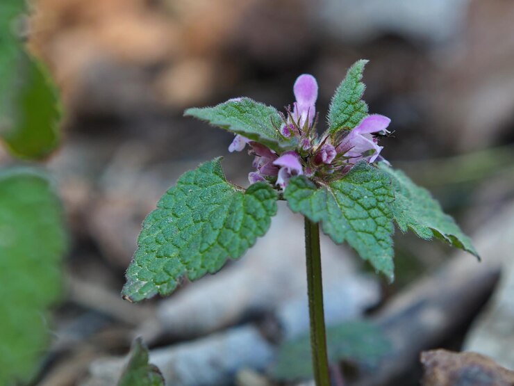 Foto plantas del bosque. primer plano de un joven cordero púrpura floreciente (lamium). región de leningrado, rusia