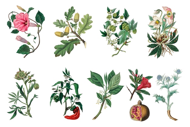 Plantas de botánica médica png conjunto de ilustraciones