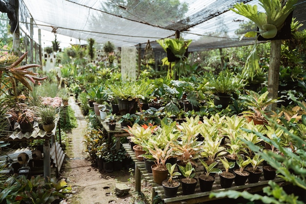 Plantas botánicas y floristería