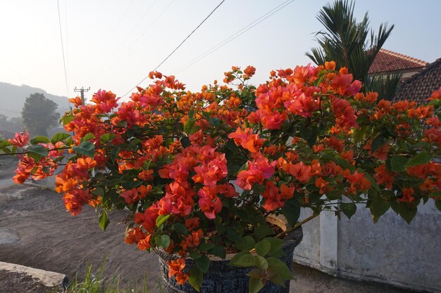 Foto las plantas de bougainvillea que están en plena floración son rojas por la mañana