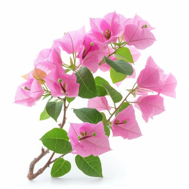 Foto plantas de bougainvillea rosada aisladas