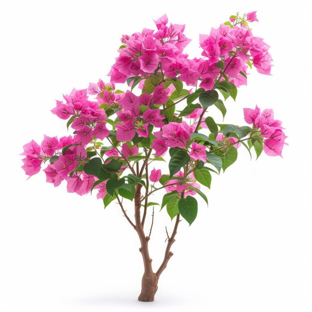 Foto plantas de bougainvillea rosada aisladas