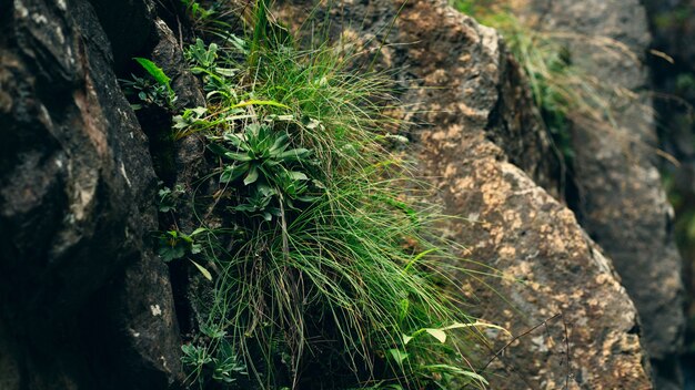 Plantas brotaron sobre una piedra fría