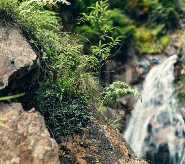 Plantas brotaron sobre una piedra fría