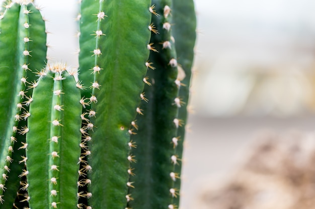 Plantas de cactus al aire libre, copia espacio.