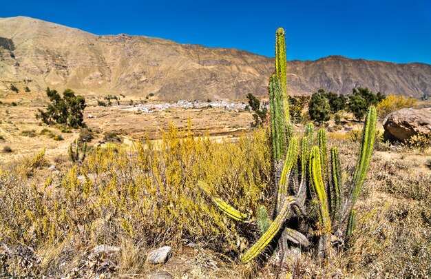 Plantas de cactus en el cañón del colca en perú