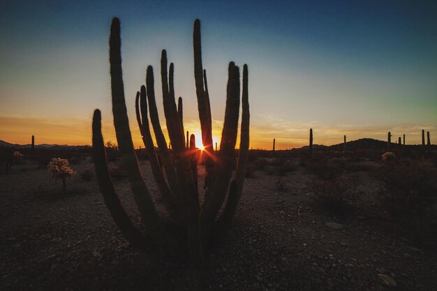 Foto plantas de cactus contra el cielo durante la puesta de sol