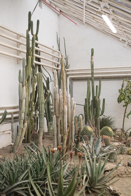 Plantas de cactus contra la pared