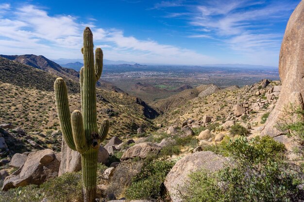 Plantas de cactus creciendo en la tierra contra el cielo