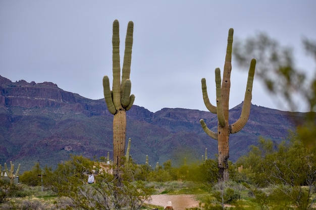 Foto plantas de cactus creciendo en la tierra contra el cielo