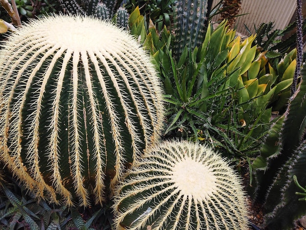 Plantas de cactus cubiertas de muchos picos afilados