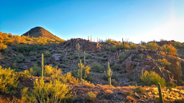 Plantas de cactus en el desierto contra un cielo despejado