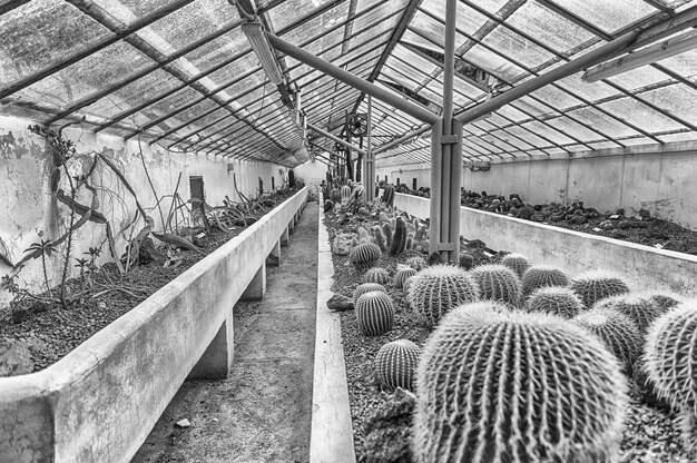 Foto plantas de cactus en el invernadero