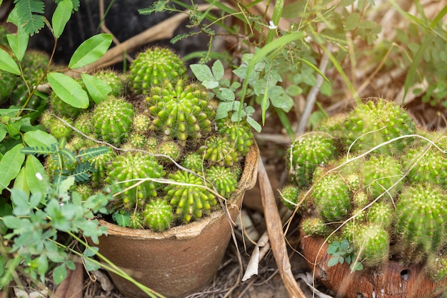 Plantas de cactus en el jardín.