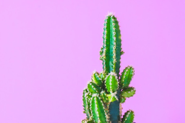 Plantas de cactus de moda en la pared de fondo rosa. Estilo creativo minimalista