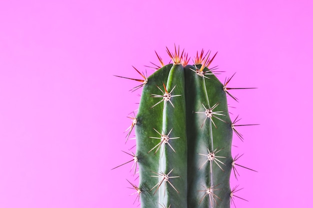 Plantas de cactus de moda en la pared rosa