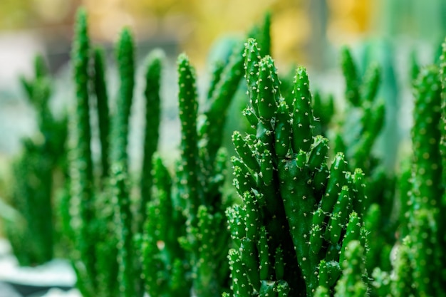 Plantas de cactus de primer plano en macetas.