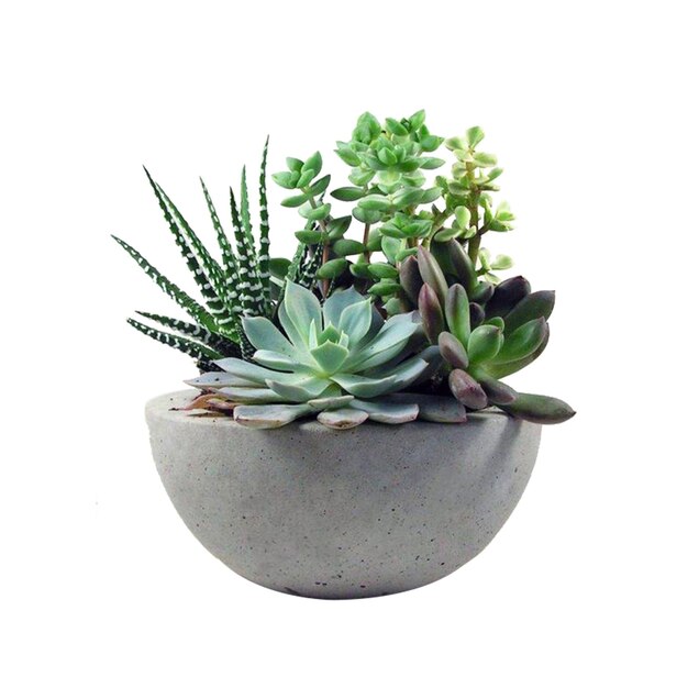 Las plantas de cactus son nativas de las regiones desérticas y están adaptadas de manera única para prosperar con poco agua.