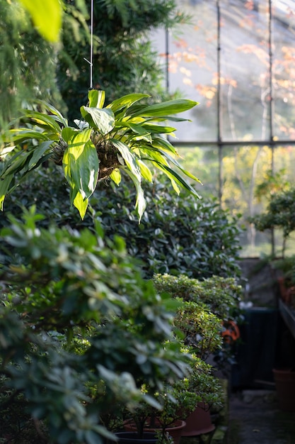 Plantas caducas verdes que crecen en invernadero con temporada de otoño al aire libre interior de jardín de invierno