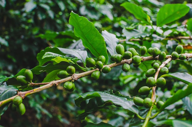 plantas de cafe