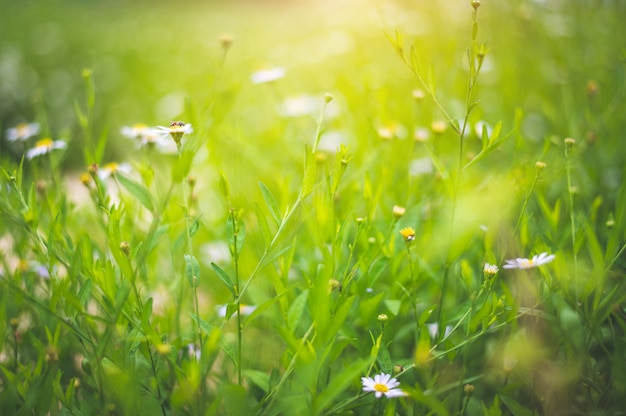 Plantas de campo borrosas con flores blancas